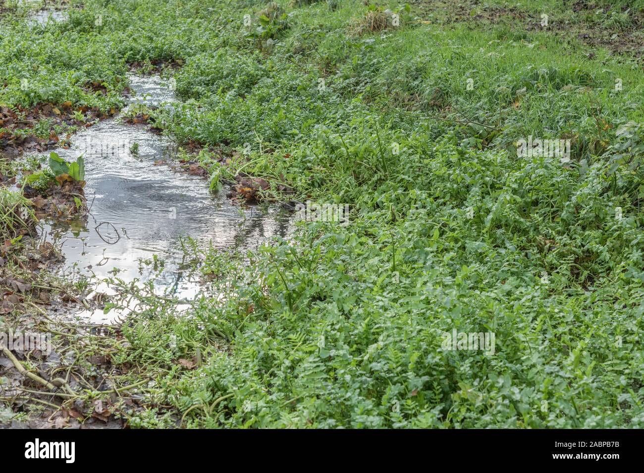 Flooded field drainage ditch full of aquatic hygrophilous plants. Metaphor winter floods, clogged, blockage, groundwater management. Stock Photo