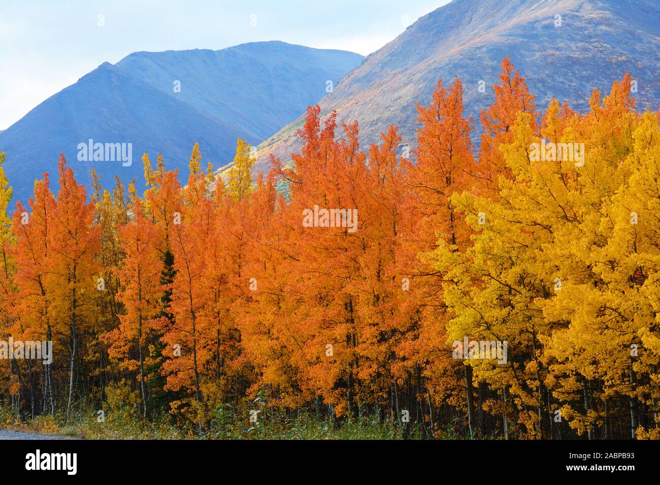 Alaskan forest in fall colors Stock Photo