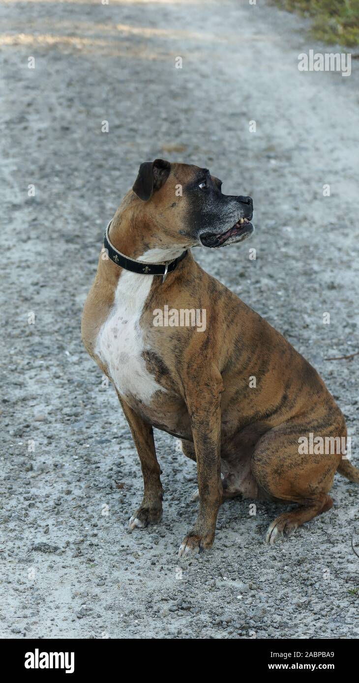 big dog hunting in the Louisiana swamp Stock Photo Alamy