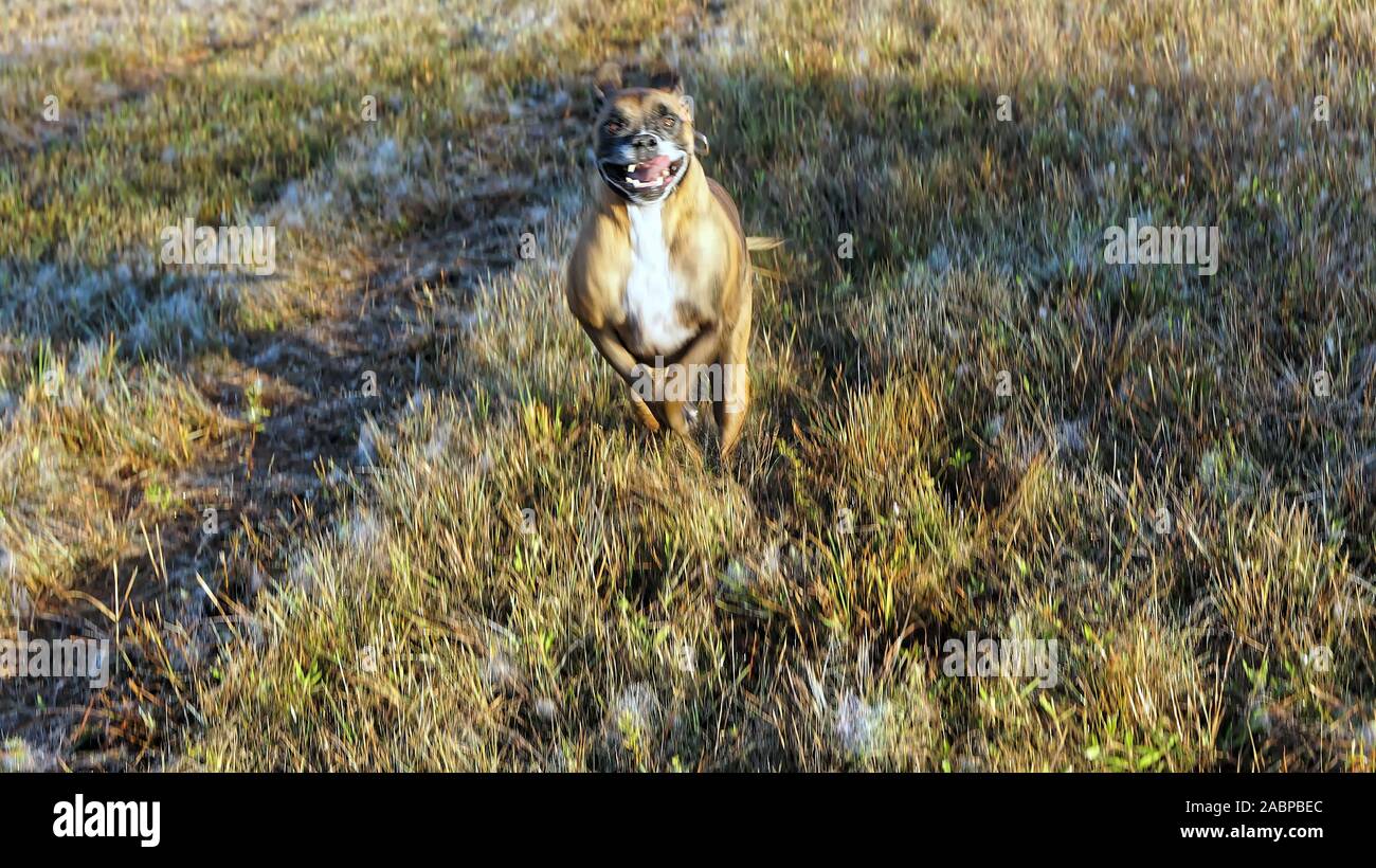big dog hunting in the Louisiana swamp Stock Photo Alamy