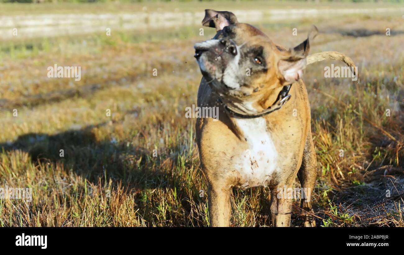 big dog hunting in the Louisiana swamp Stock Photo Alamy