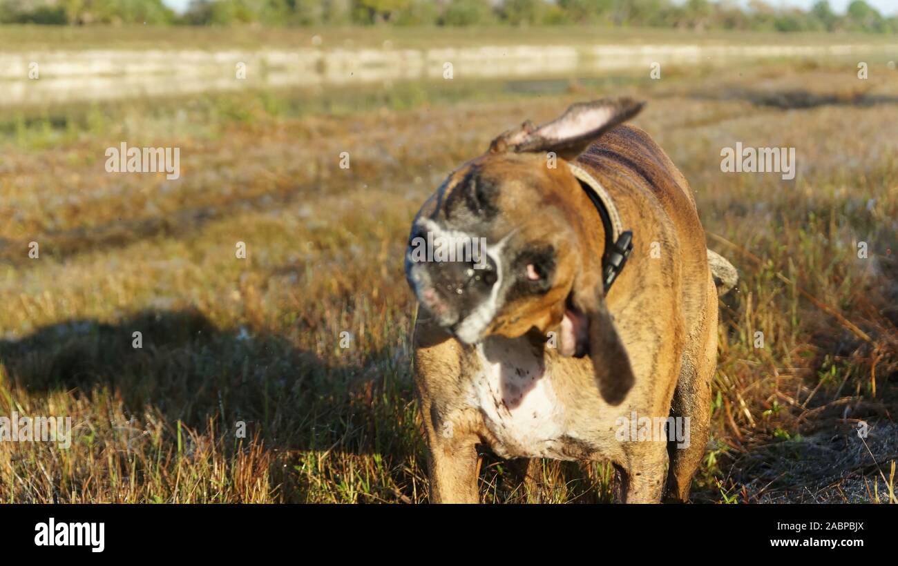 big dog hunting in the Louisiana swamp Stock Photo Alamy