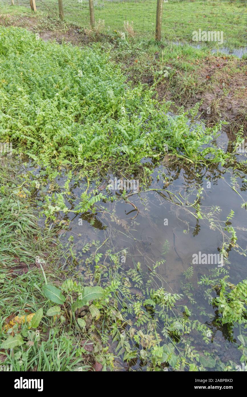 Patch of weeds blocking farmland drainage channel. Believed to be Lesser Water-Parsnip / Berula erecta or Fool's Watercress / Apium nodiflorum. Stock Photo