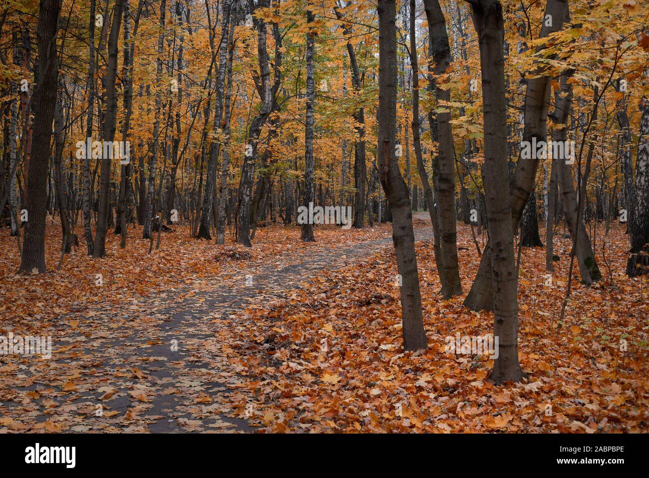 Old park with a path, with fallen leaves and yellowed leaves on the trees Stock Photo