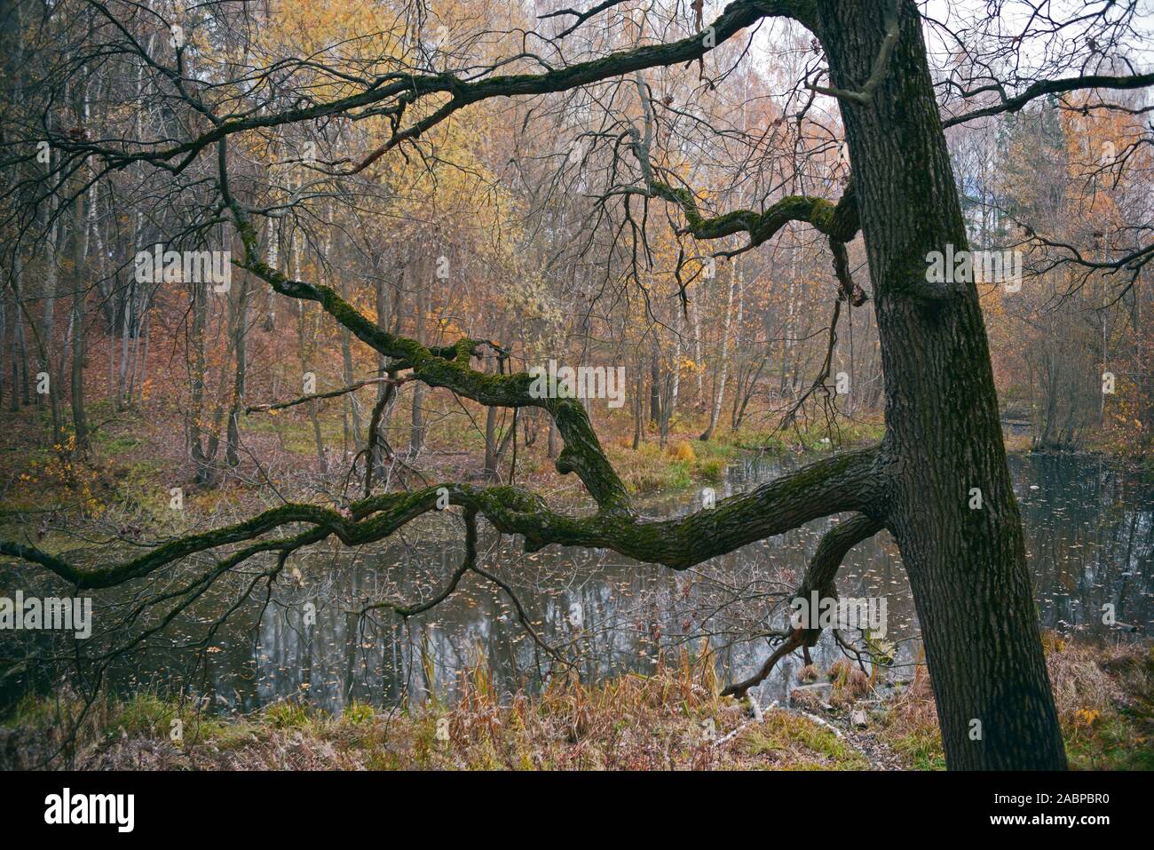 Old oak with moss-covered branches in an old autumn park Stock Photo