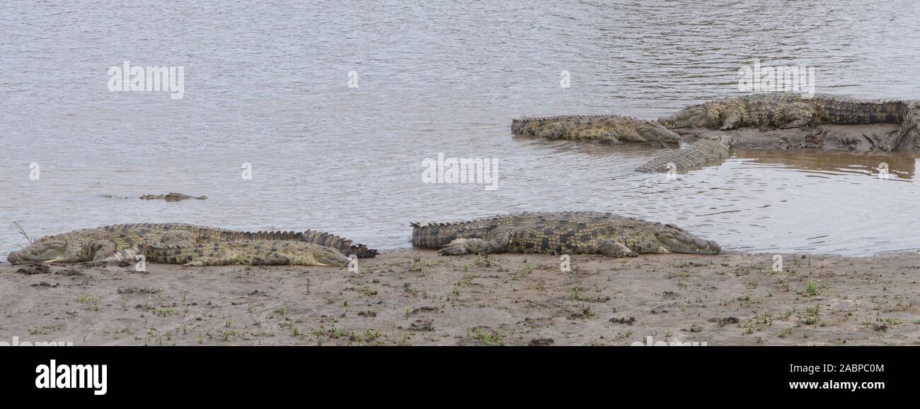 Nile crocodiles (Crocodylus niloticus) bask on a mud bank on the edge of the Mara River. Serengeti National Park, Tanzania. Stock Photo