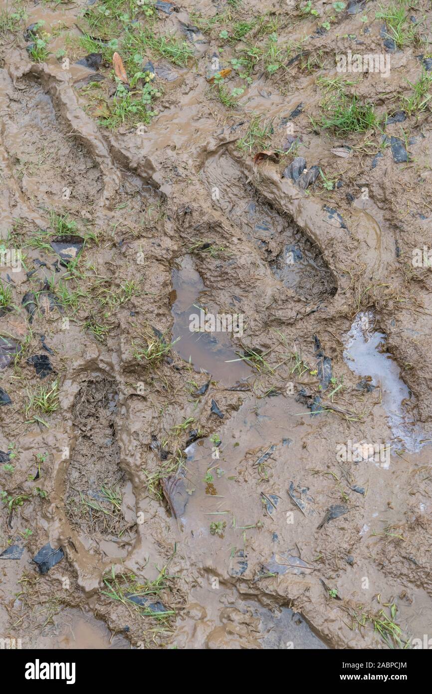 Human footprints dog paw prints hi-res stock photography and images - Alamy