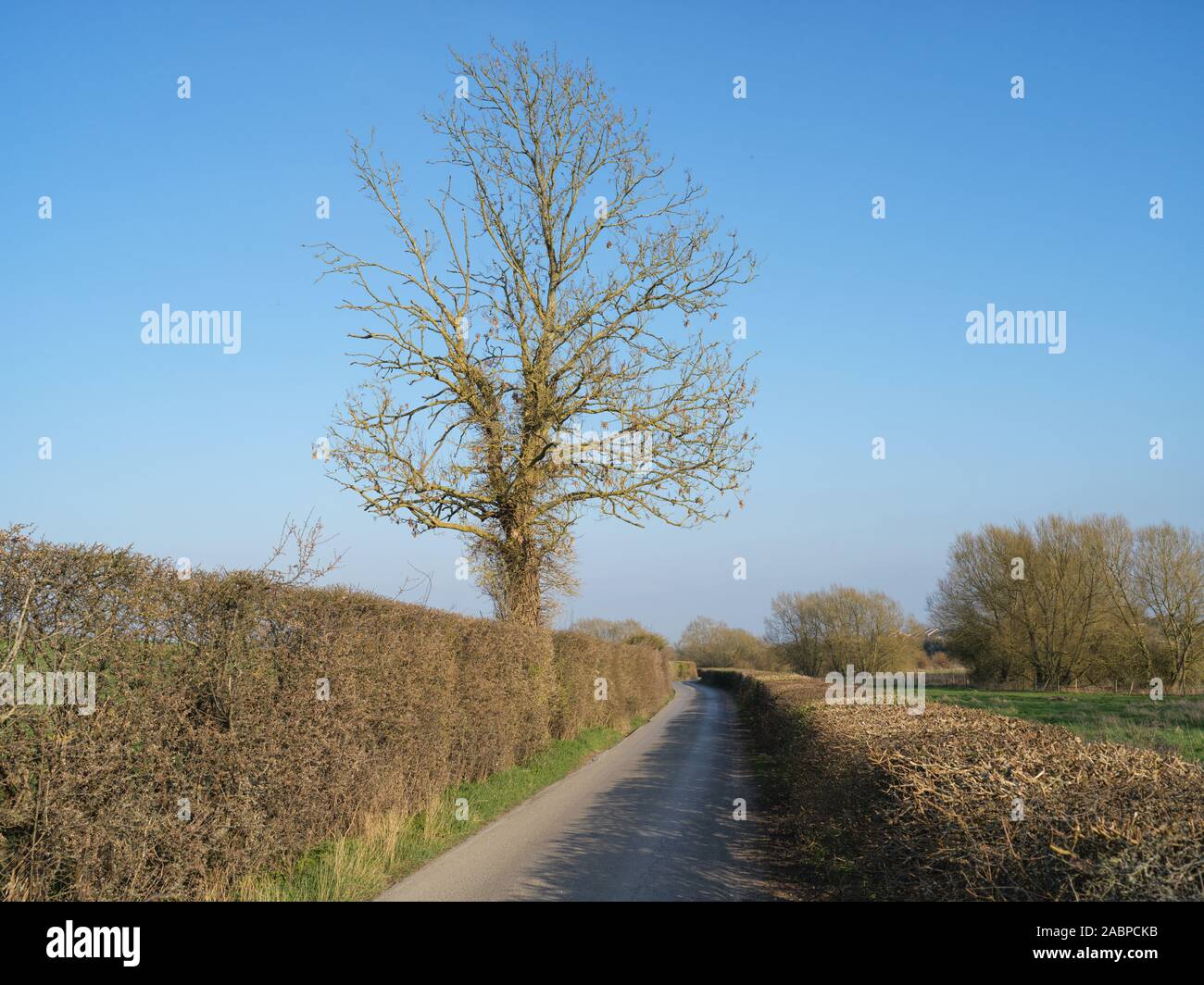 A hedgerow tree in New Mill Lane, Witney Stock Photo