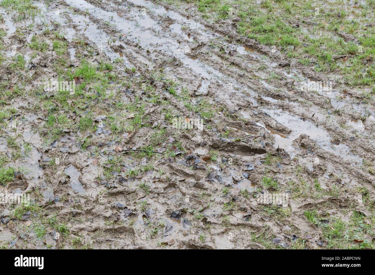 Human footprints dog paw prints hi-res stock photography and images - Alamy