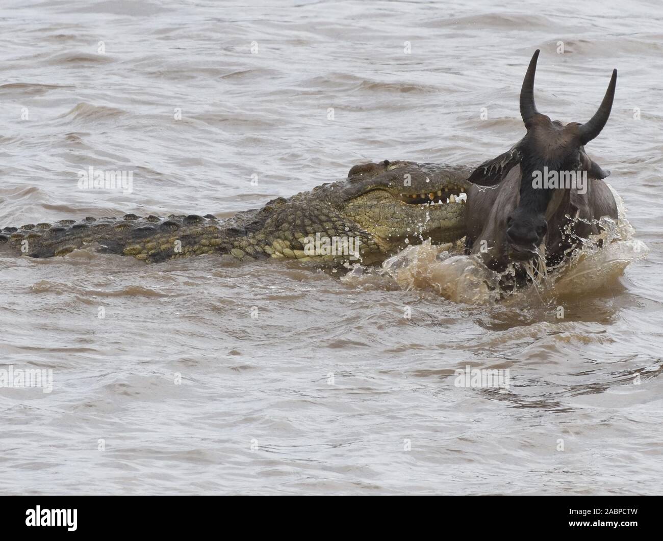 A young blue wildebeest (Connochaetes taurinus) is caught by a Nile crocodile (Crocodylus niloticus) as it crosses the  Mara River between the Masai M Stock Photo