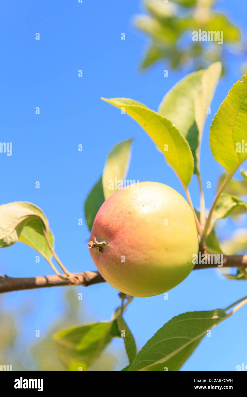 Mature apples hanging on a tree branch in the summer garden Stock Photo ...