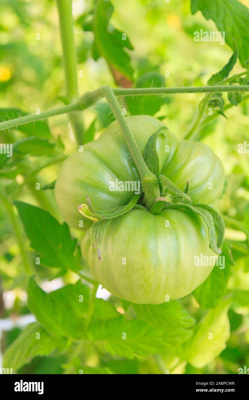 Green tomatoes hang in a bunch and ripen in a greenhouse Stock Photo ...