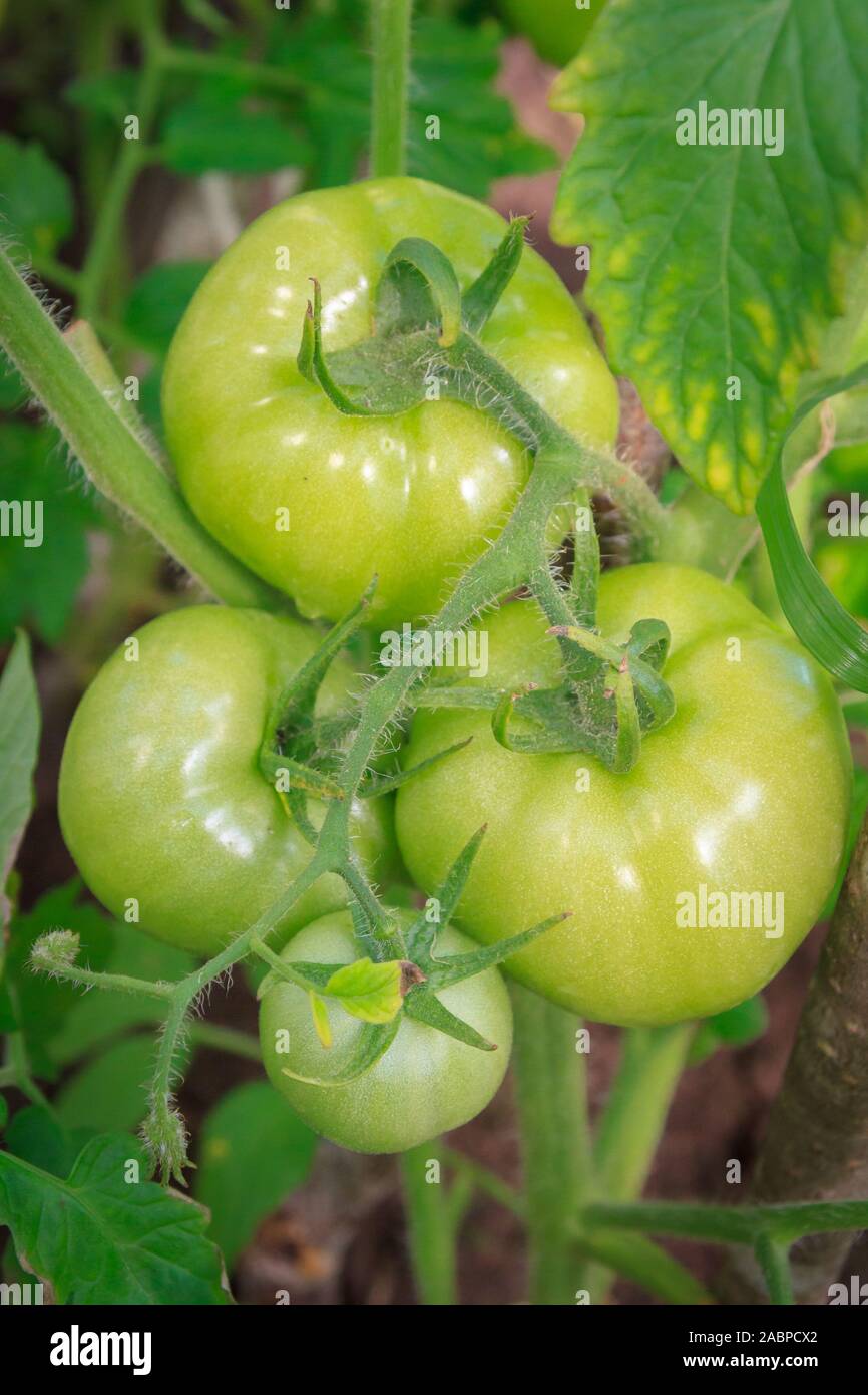 Green tomatoes hang in a bunch and ripen in a greenhouse Stock Photo ...