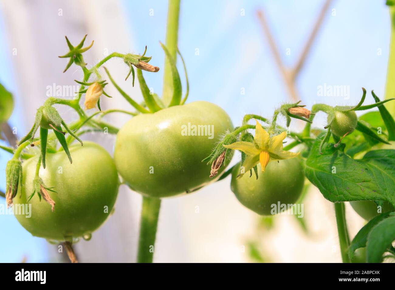Green tomatoes hang in a bunch and ripen in a greenhouse Stock Photo ...