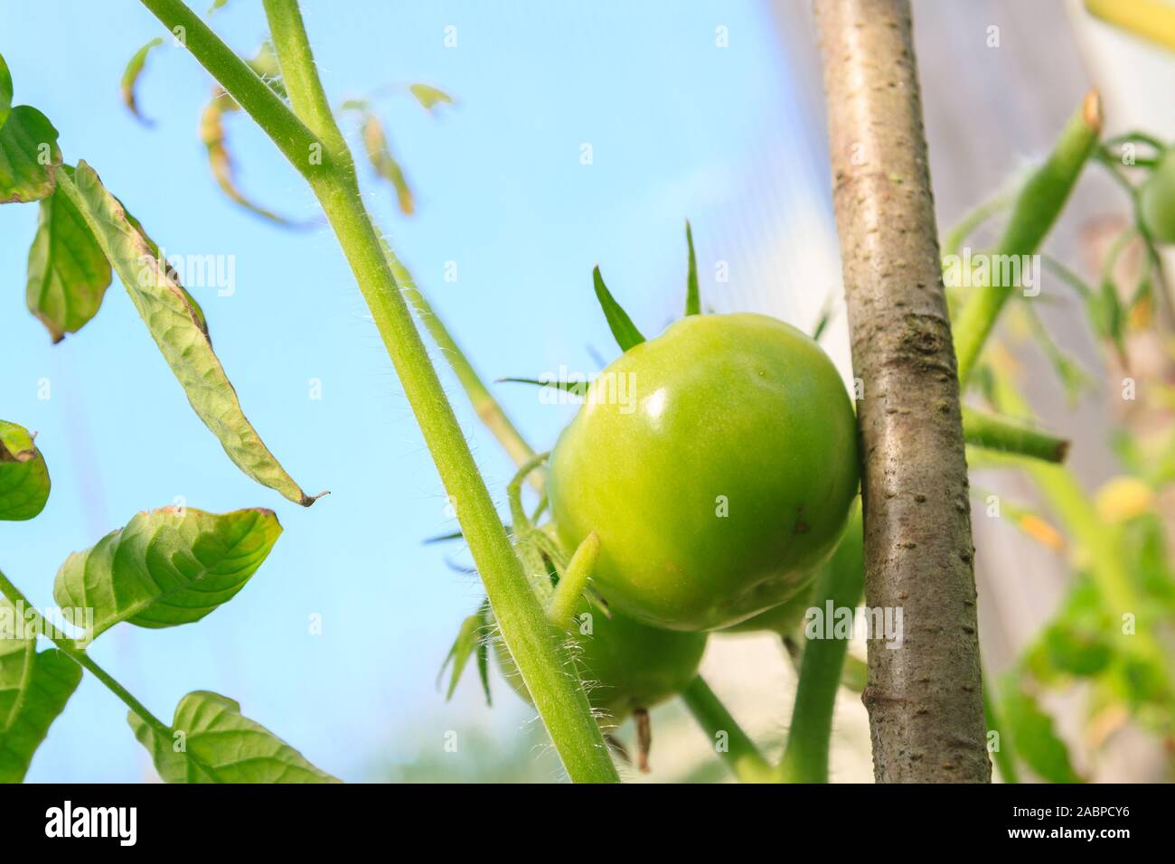 Green tomatoes hang in a bunch and ripen in a greenhouse Stock Photo ...