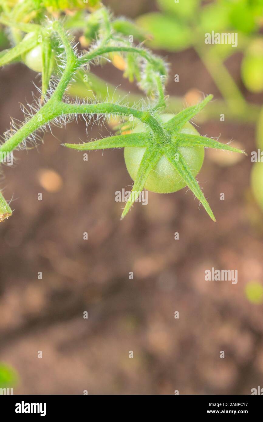 Green tomatoes hang in a bunch and ripen in a greenhouse Stock Photo ...