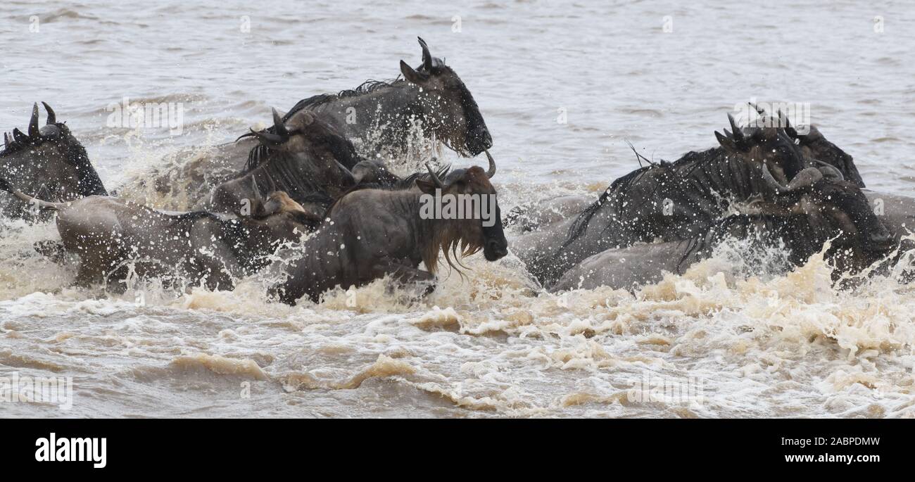 Blue wildebeest (Connochaetes taurinus) plunge across the Mara River between the Masai Mara National Park in Kenya and the Serengeti National Park in Stock Photo