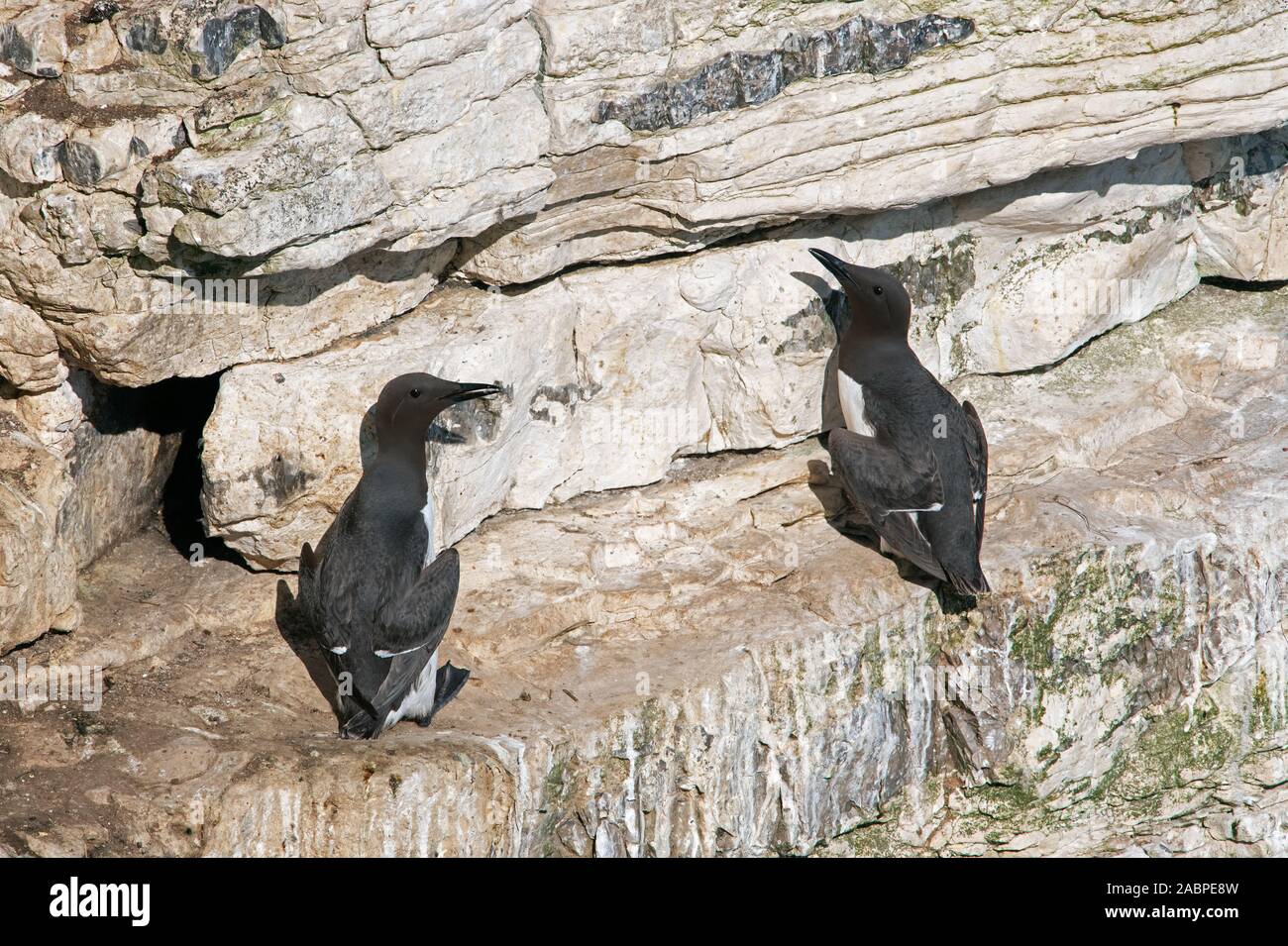 Guillemots (Uria aalge) on the chalk cliffs of Bempton Stock Photo