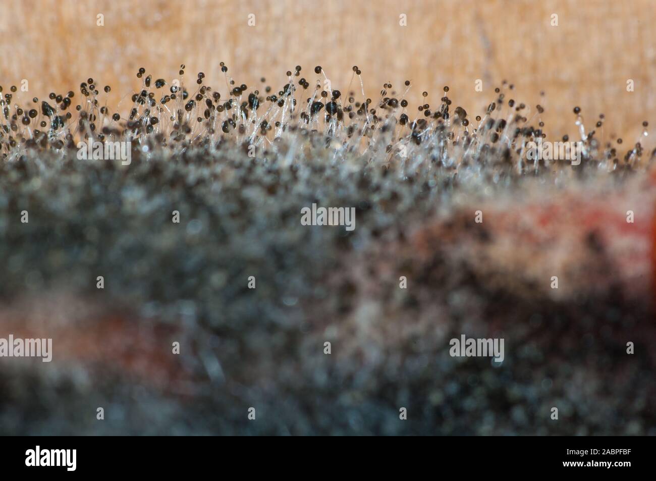 Moldy tomato, black mold Stock Photo Alamy