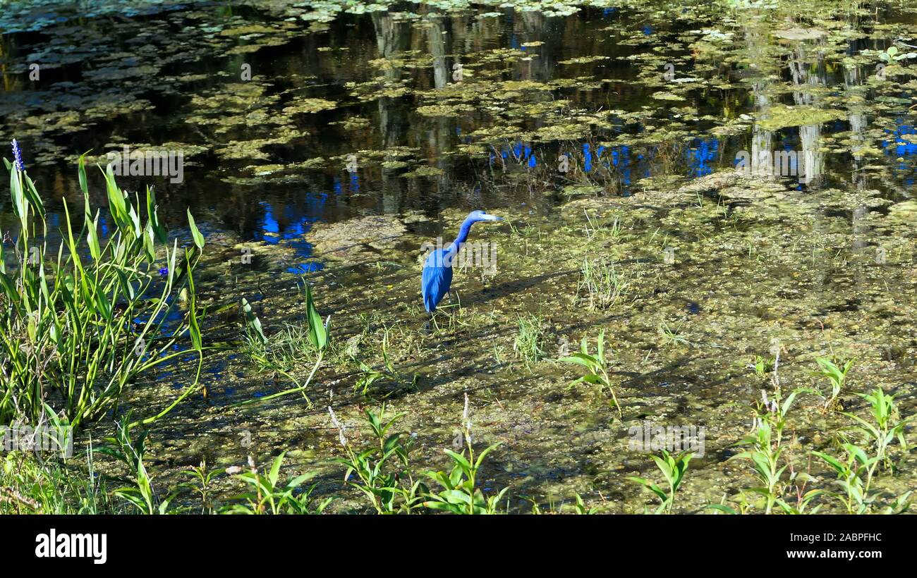 Little bird in swamp hi res stock photography and images Alamy