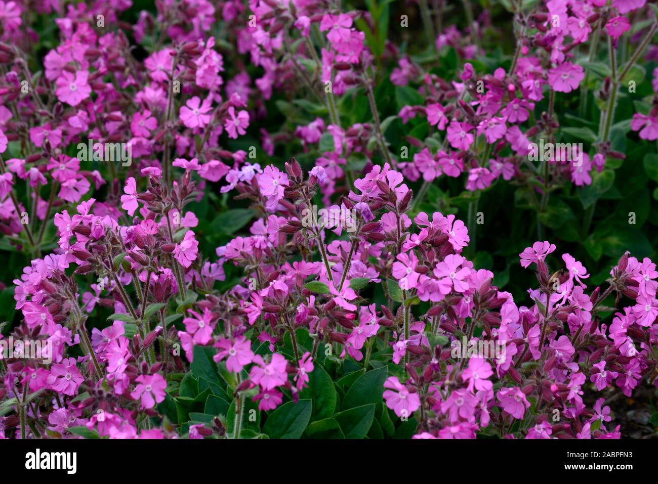 Drummond's Pink Moss Phlox,Phlox subulata Drummond's Pink,flower,flowers,flowering,groundcover,carpet,mass,massed flowers,RM Floral Stock Photo