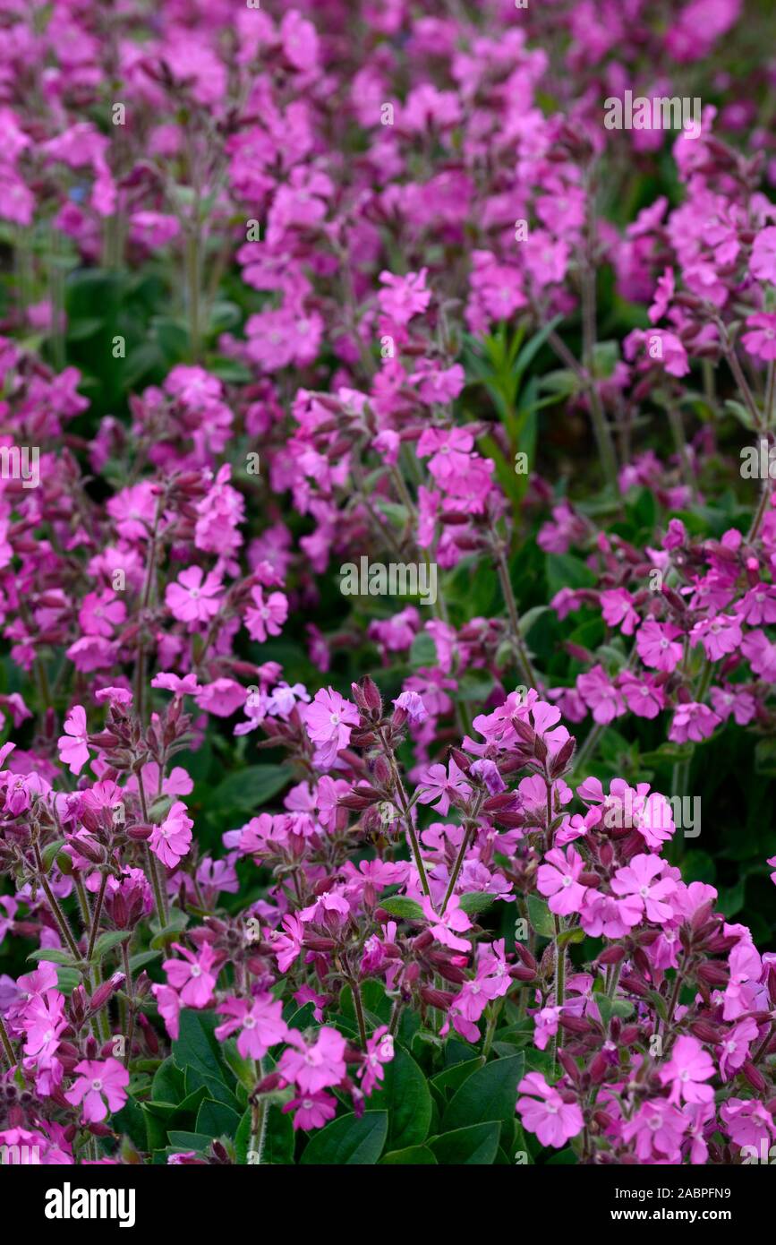 Drummond's Pink Moss Phlox,Phlox subulata Drummond's Pink,flower,flowers,flowering,groundcover,carpet,mass,massed flowers,RM Floral Stock Photo