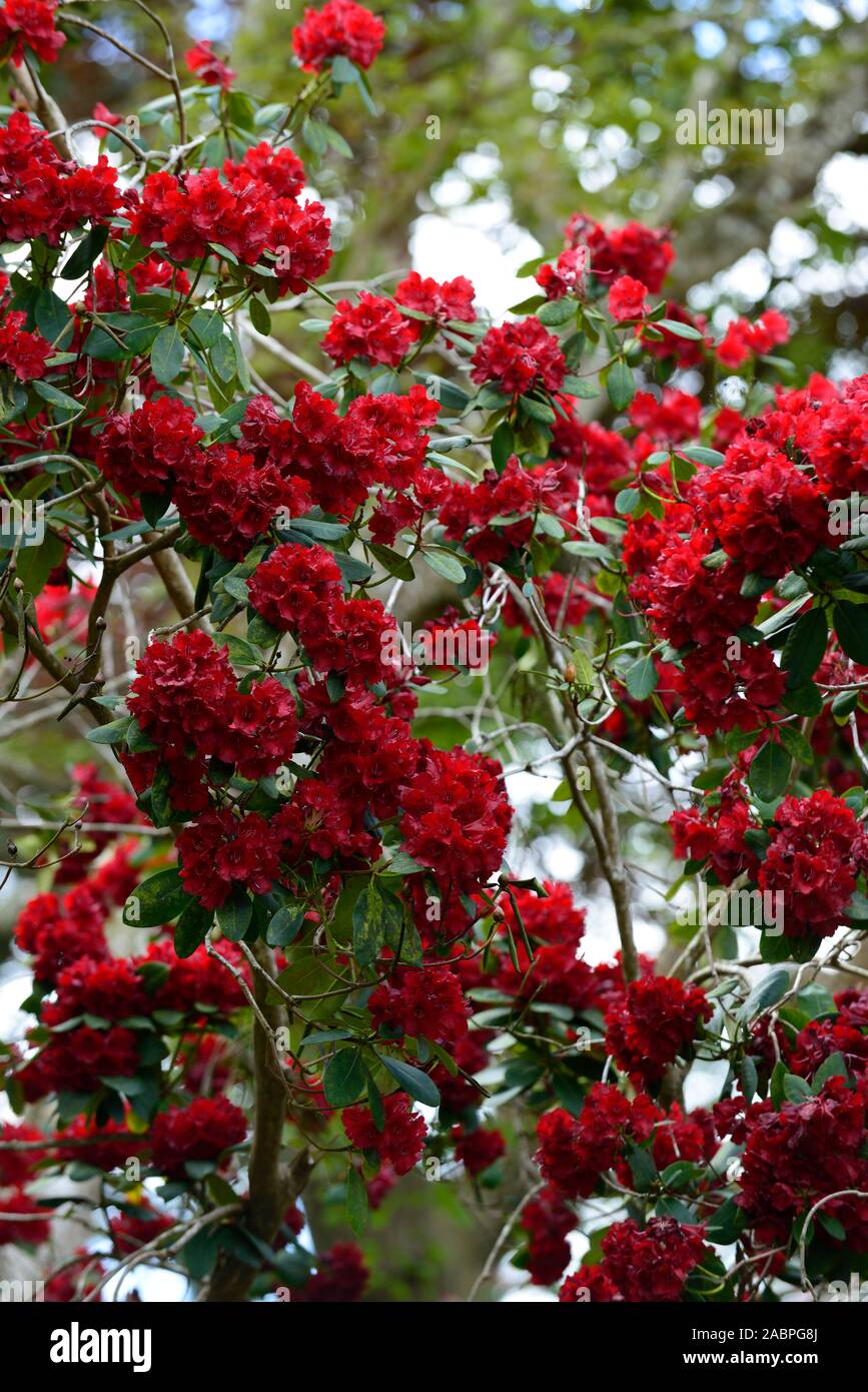 Rhododendron Queen Of Hearts,crimson red flowers,flower,flowering,tree,trees,garden,woodland,RM Floral Stock Photo