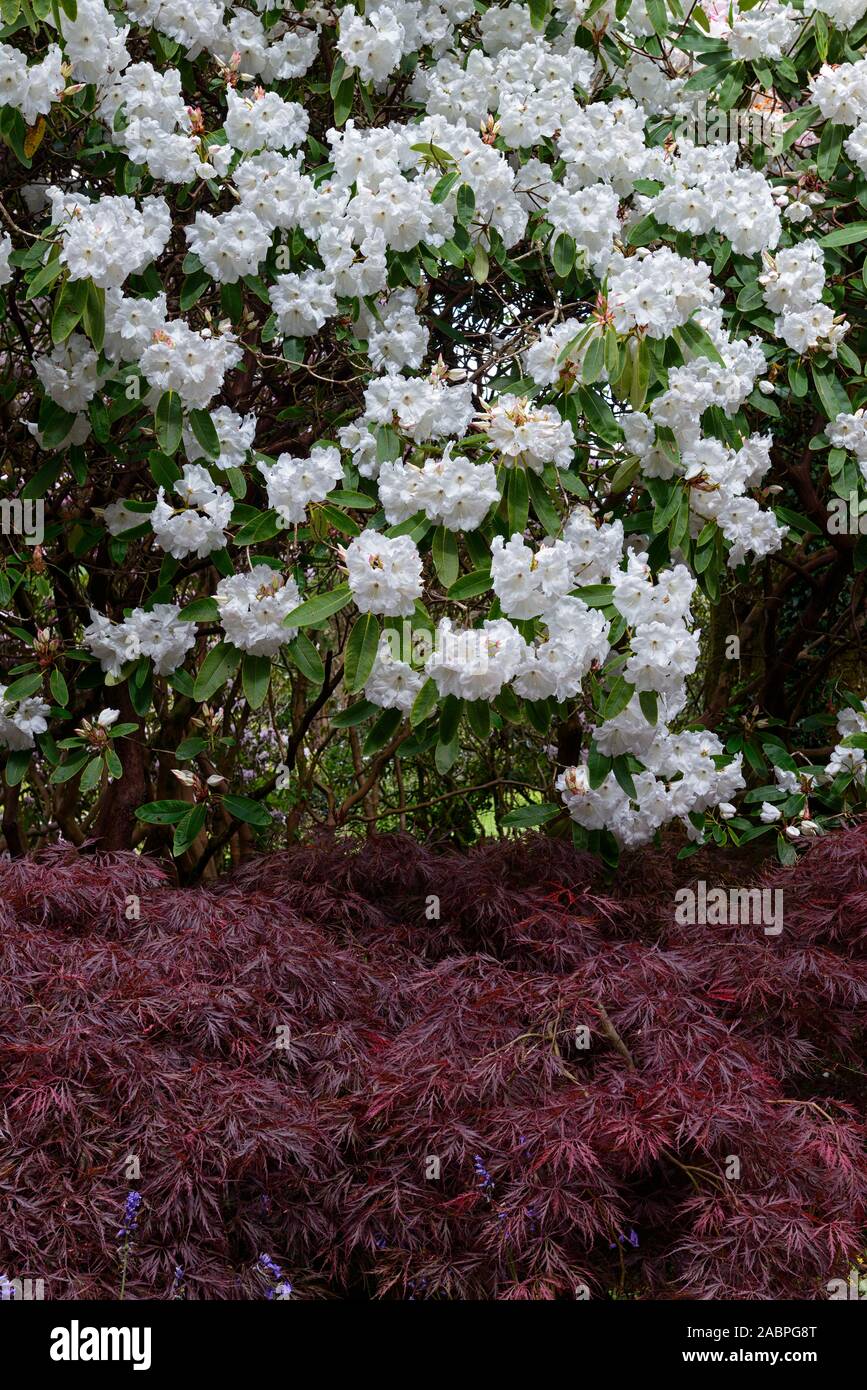 white rhododendron flowers,acer palmatum dissectum,contrast,mixed planting scheme,woodland,wood,garden,RM floral Stock Photo