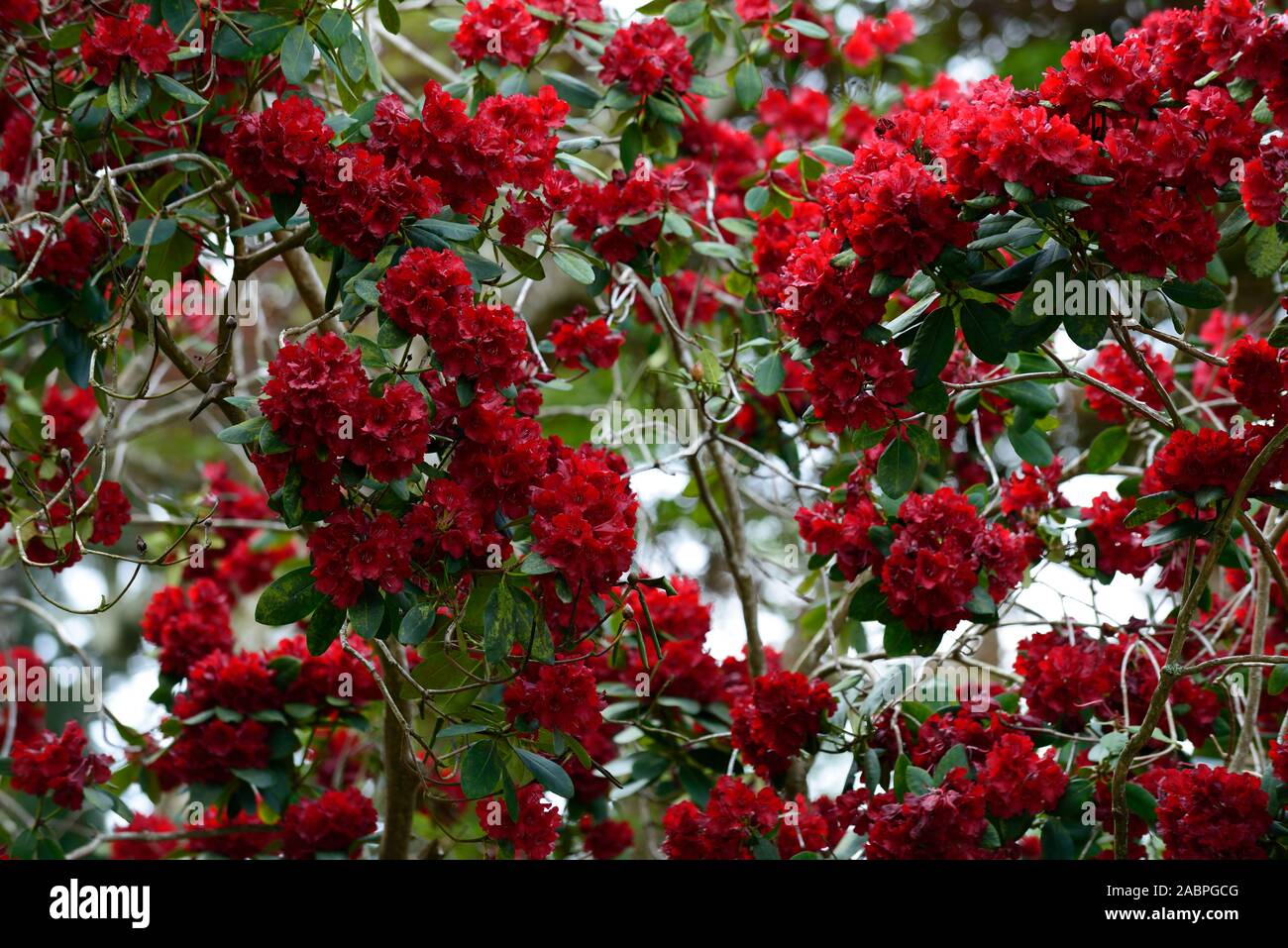 Rhododendron Queen Of Hearts,crimson red flowers,flower,flowering,tree,trees,garden,woodland,RM Floral Stock Photo