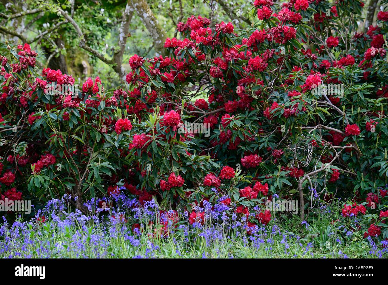 Rhododendron Queen Of Hearts,crimson red flowers,flower,flowering,tree,trees,garden,bluebells,blue flowers,mix,mixed,planting scheme, wood,woodland ga Stock Photo