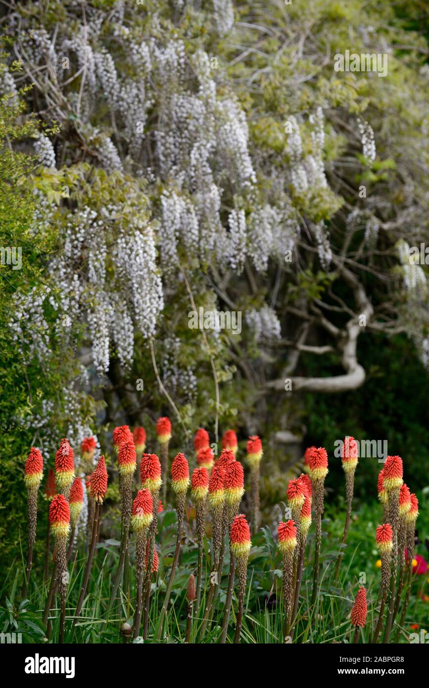 wisteria sinensis alba,Chinese Wisteria,Kniphofia caulescens,red hot  poker,mixed bed,border,planting  scheme,perennial,perennials,flower,flowers,flower Stock Photo - Alamy