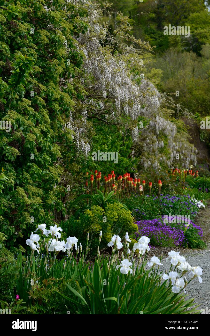 Bearded Iris Border High Resolution Stock Photography and Images - Alamy