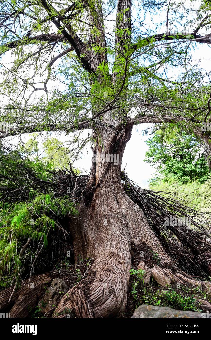 árbol , tree . Reserva Monte mojino Stock Photo