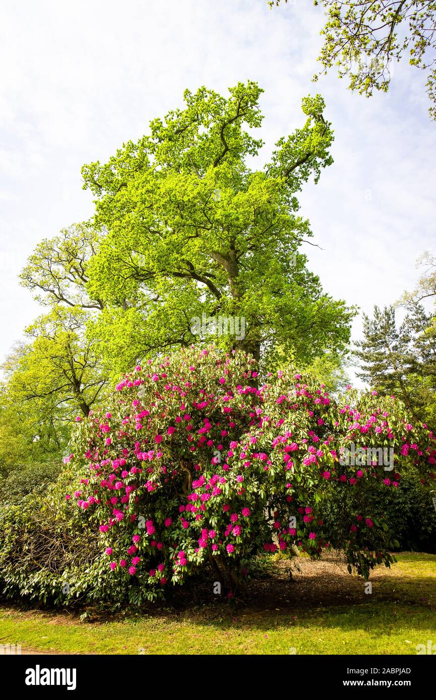 A woodland scene in Bowood gardens in April showing flowering pink rhododendron and deciduous trees Stock Photo