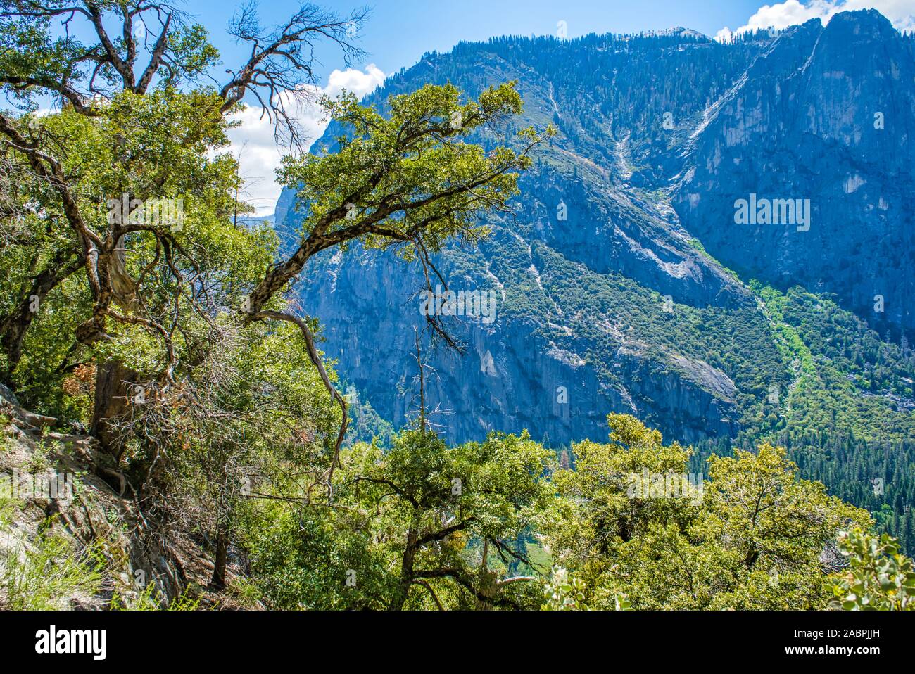 Trees in yosemite national hi-res stock photography and images - Alamy