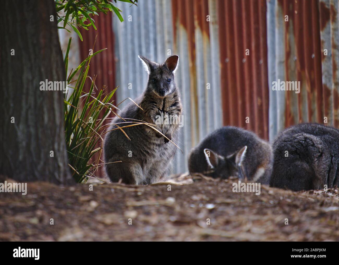 Australian wallaby stands guard while two other wallabies sleep. Stock Photo