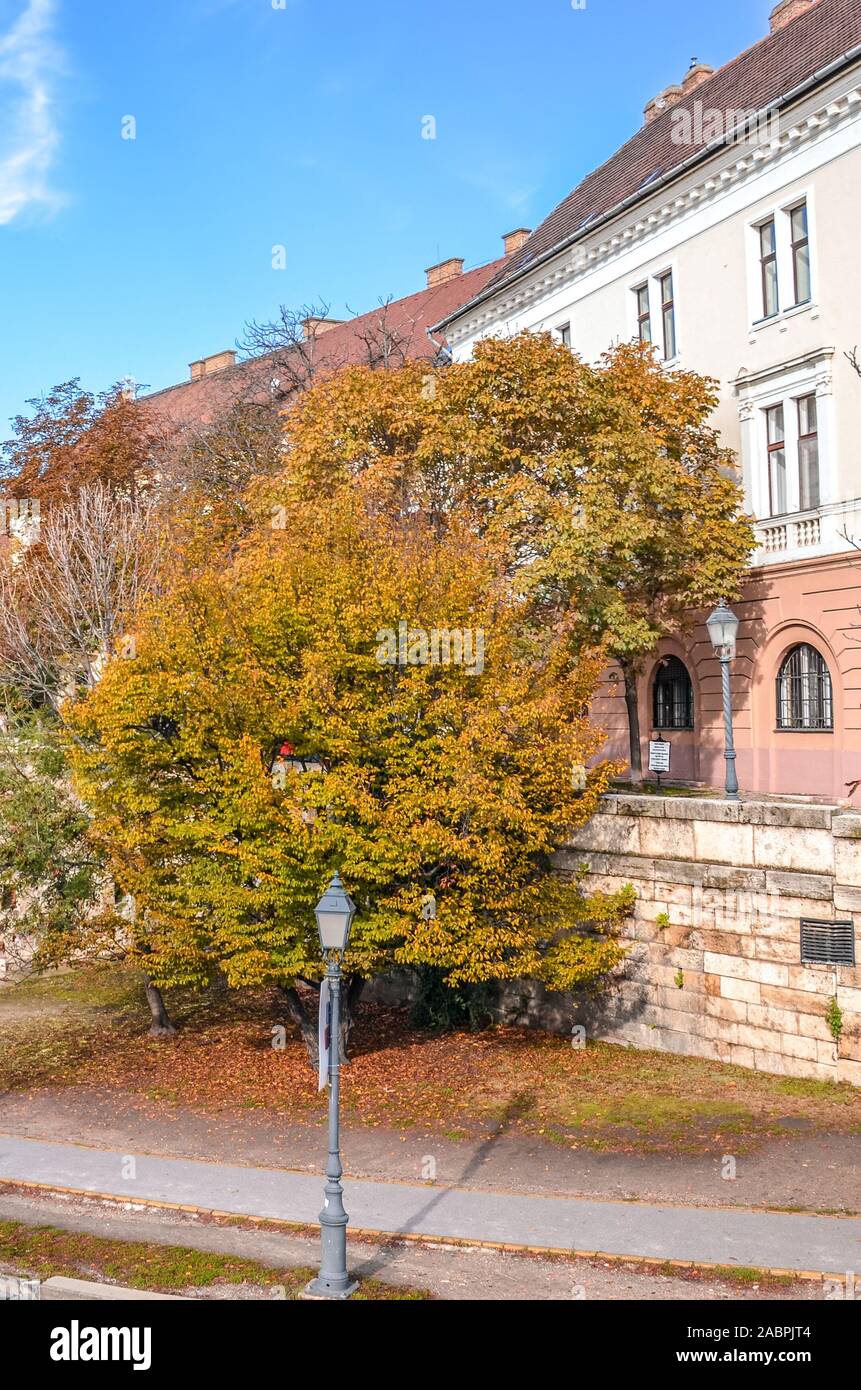 Budapest, Hungary - Nov 6, 2019: Beautiful street in the historical old town of Hungarian capital city photographed with fall trees. Historical buildings, sidewalk, no people. Eastern European town. Stock Photo