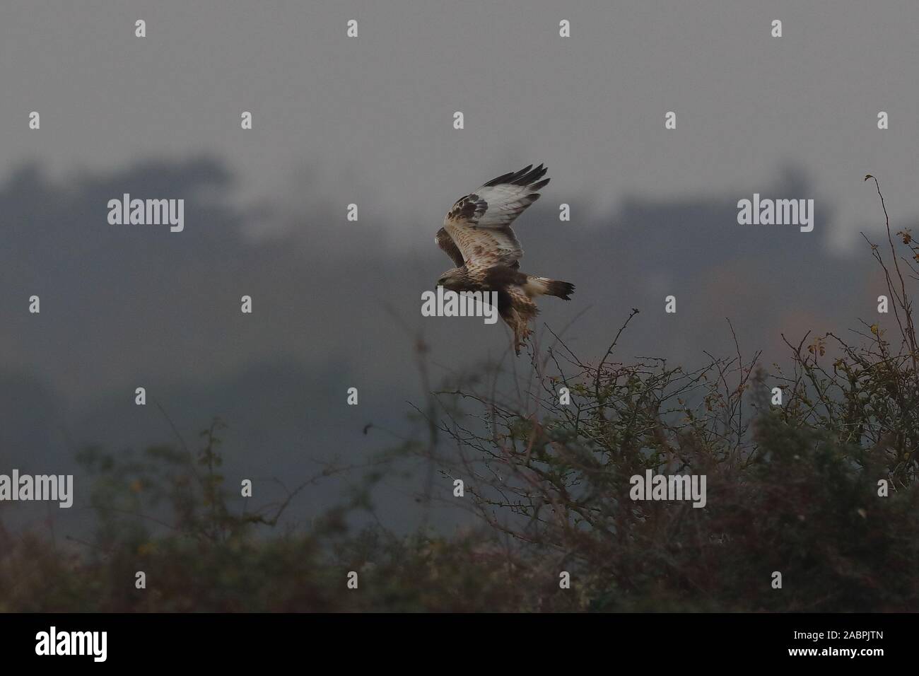 Rough-legged Buzzard Stock Photo