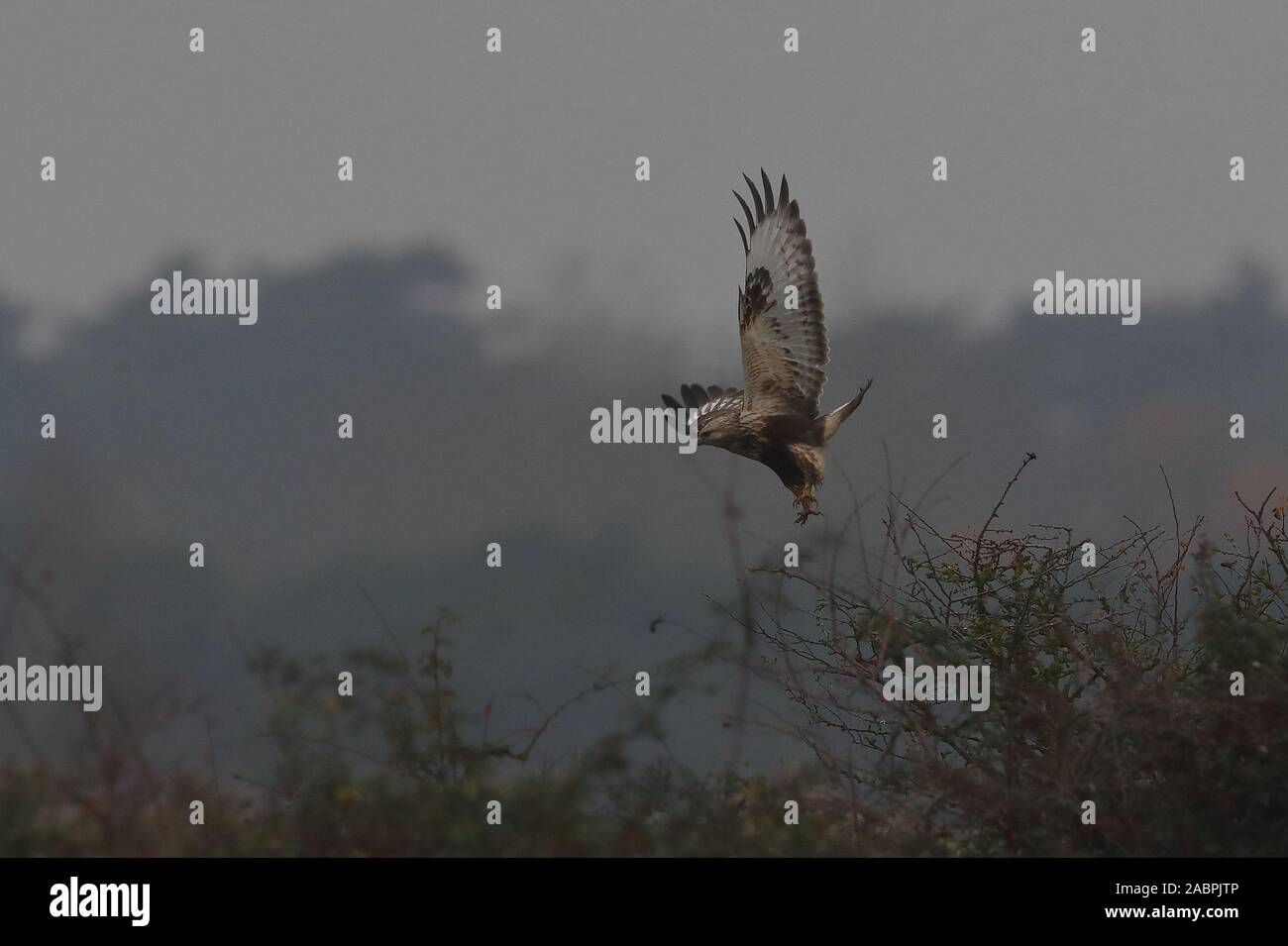 Rough-legged Buzzard Stock Photo