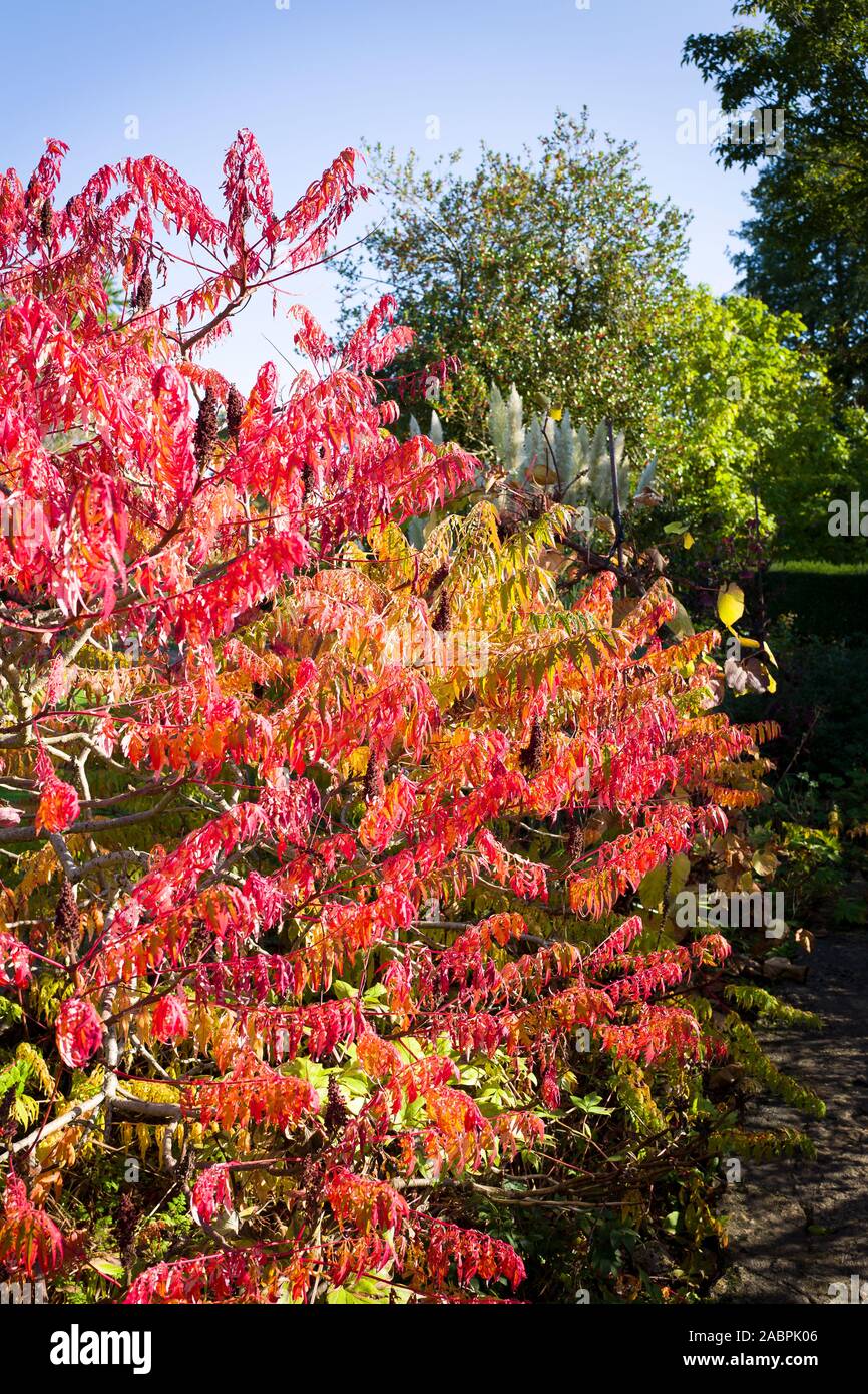 Beautiful red leaves of Rhus Typhina adds to Autumn colour in an English garden in October Stock Photo