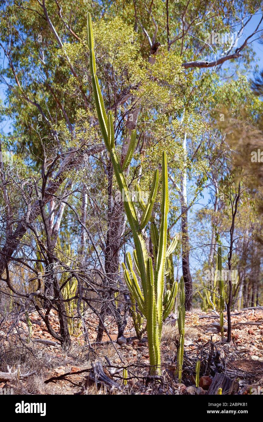 Invasive Prickly Pear Infestation Damaging The Environment Around The 