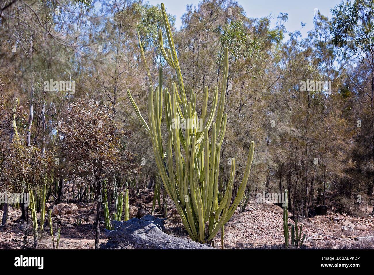 Invasive prickly pear infestation damaging the environment around the gem fields in central Queensland Australia Stock Photo
