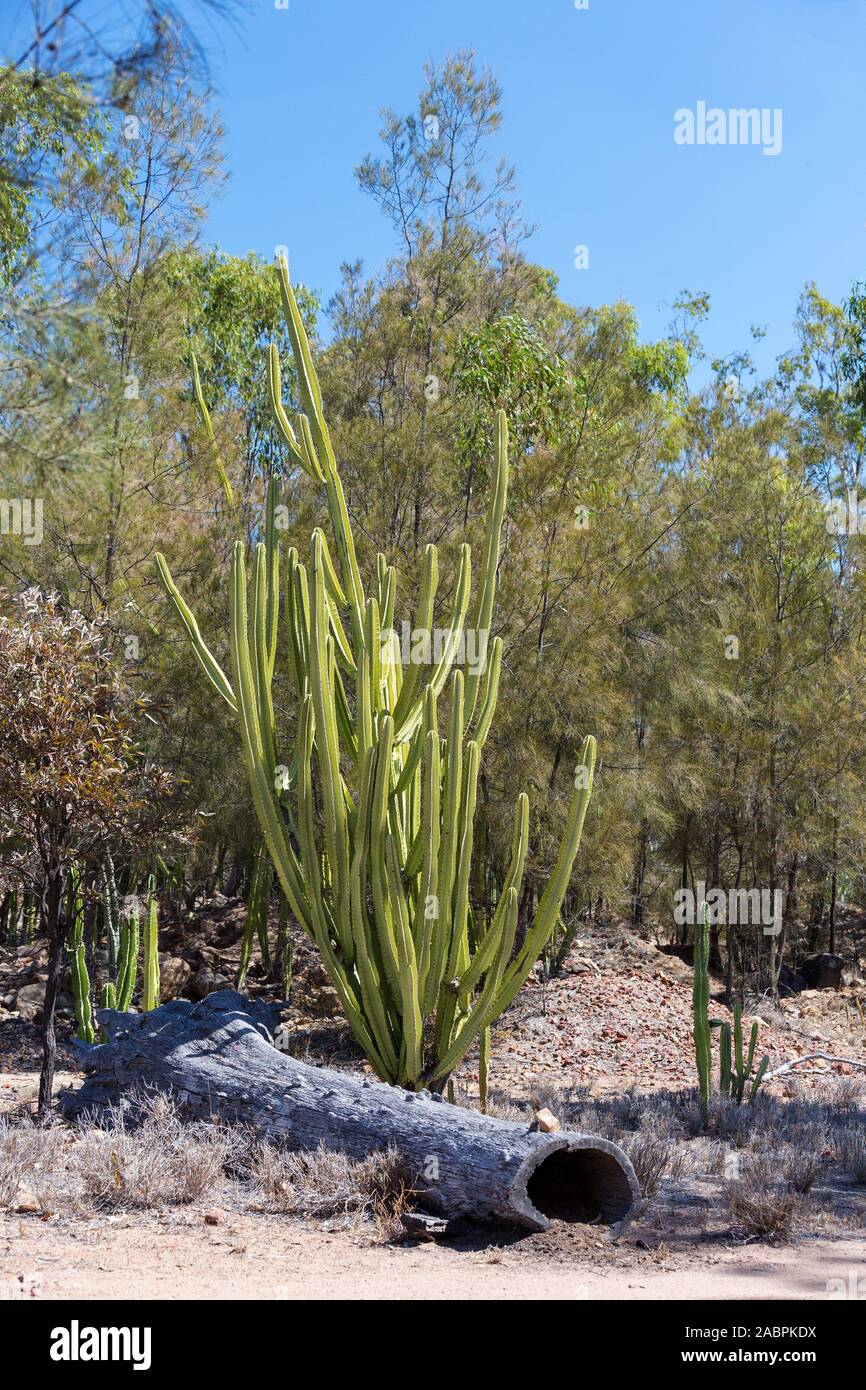 Invasive Prickly Pear Infestation Damaging The Environment Around The 
