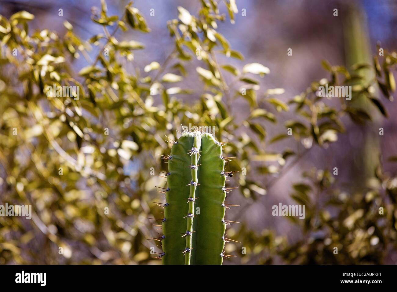 Close up of a prickly pear infesting the gem fields environment in central Queensland Australia Stock Photo