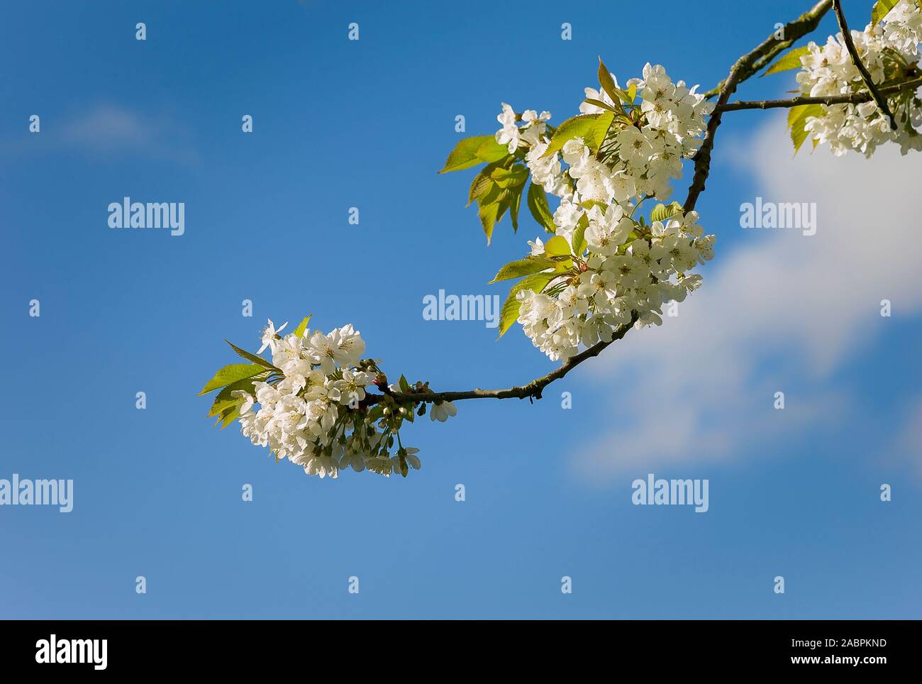 Bunches of white blossom on a wild cherry tree in an English garden in April Stock Photo