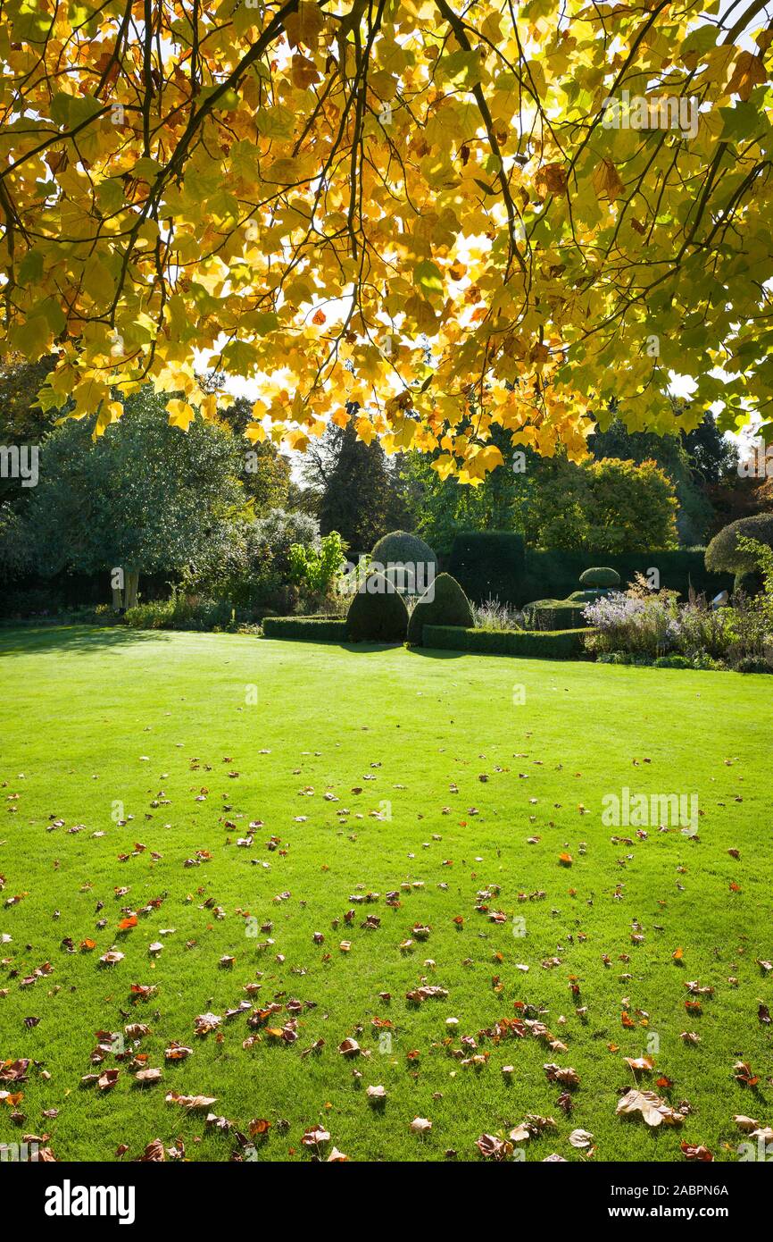 Leaves have already begun to fall from this young Liriodendron tulipifera in an English garden in October Stock Photo