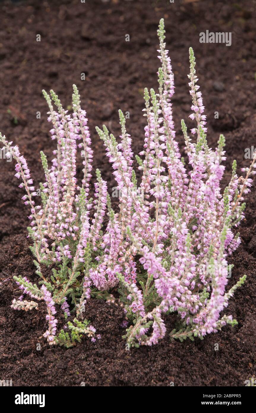 Heather Calluna vulgaris Silver Knight summer and autumn flowering. Lavender flowers on silver grey foliage is perennial and fully hardy. Stock Photo