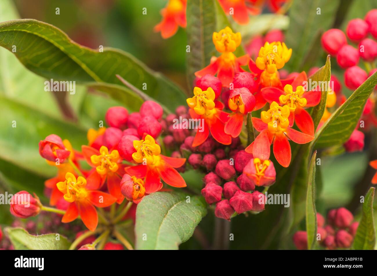 Asclepias curassavica Silky Series. A subshrub that is an evergreen perennial but usually grown as an annual Bloodflower Milkweed Silkweed Cotton Bush Stock Photo
