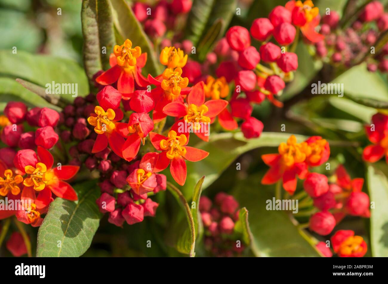 Asclepias curassavica Silky Series. A subshrub that is an evergreen perennial but usually grown as an annual Bloodflower Milkweed Silkweed Cotton Bush Stock Photo