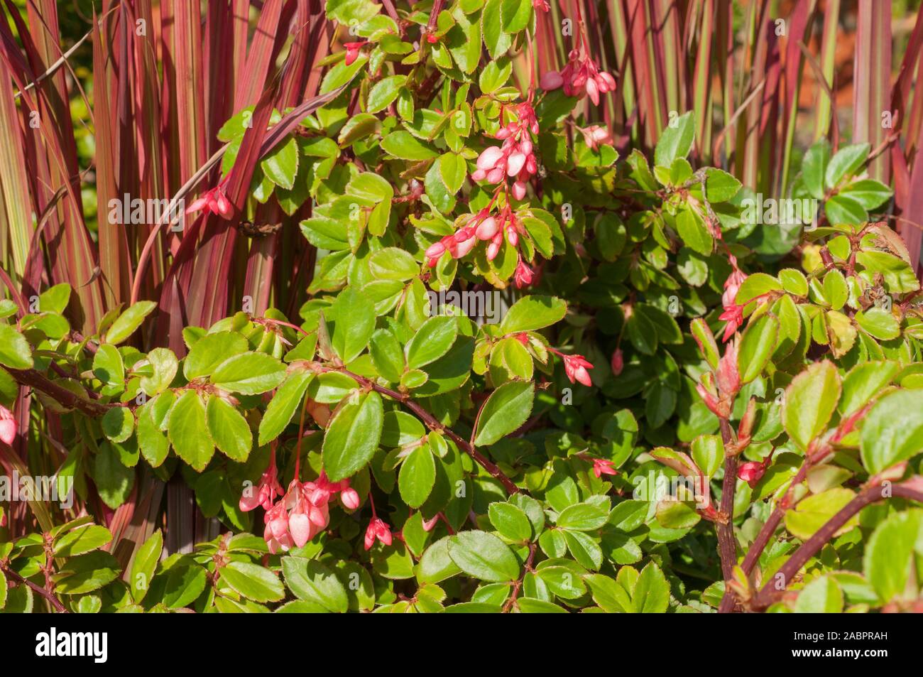 Begonia fuchsioides also called Fuchsia Begonia are a summer flowering Begonia with small pink flowers. Best grown indoors at 15-20o C . Stock Photo